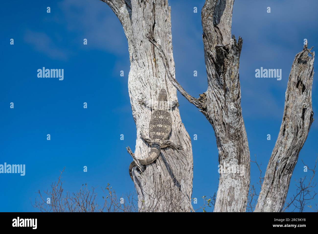 Nile monitor Lizard nel Parco Nazionale di Hwange in Zimbabwe, in Africa. Foto Stock