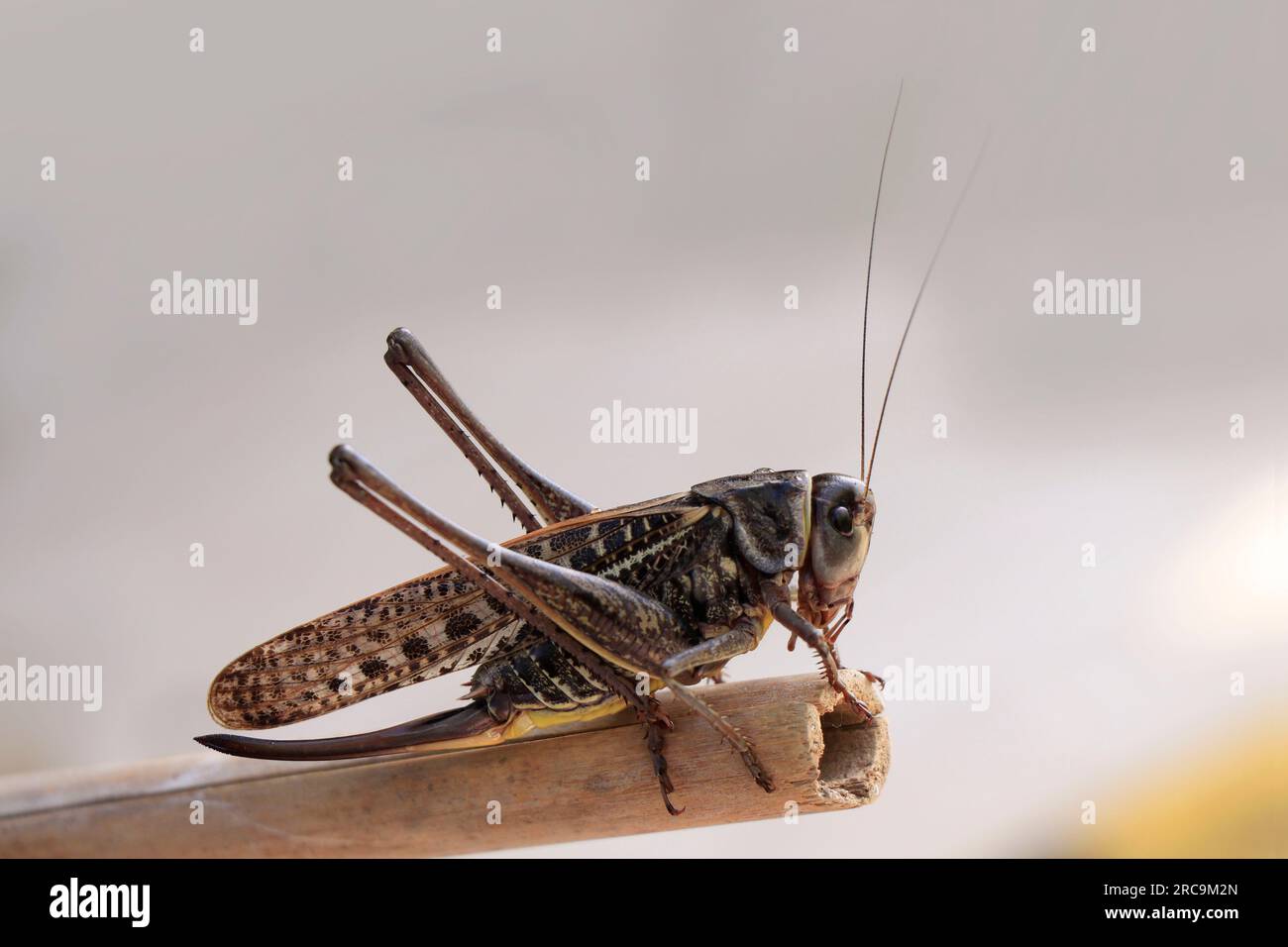 Primo piano Brown Cricket. Brown Cricket Foto Stock