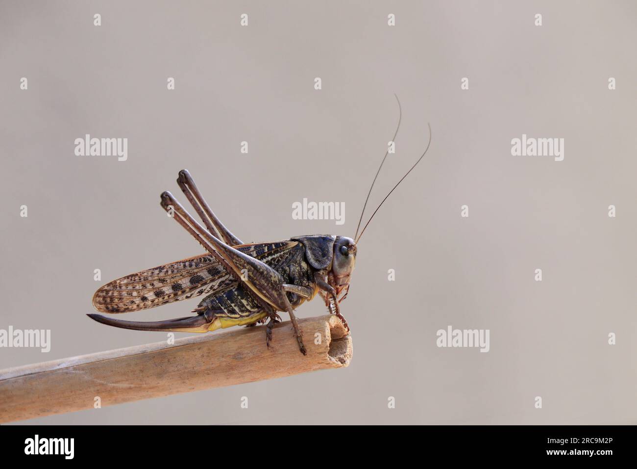 Primo piano Brown Cricket. Brown Cricket Foto Stock