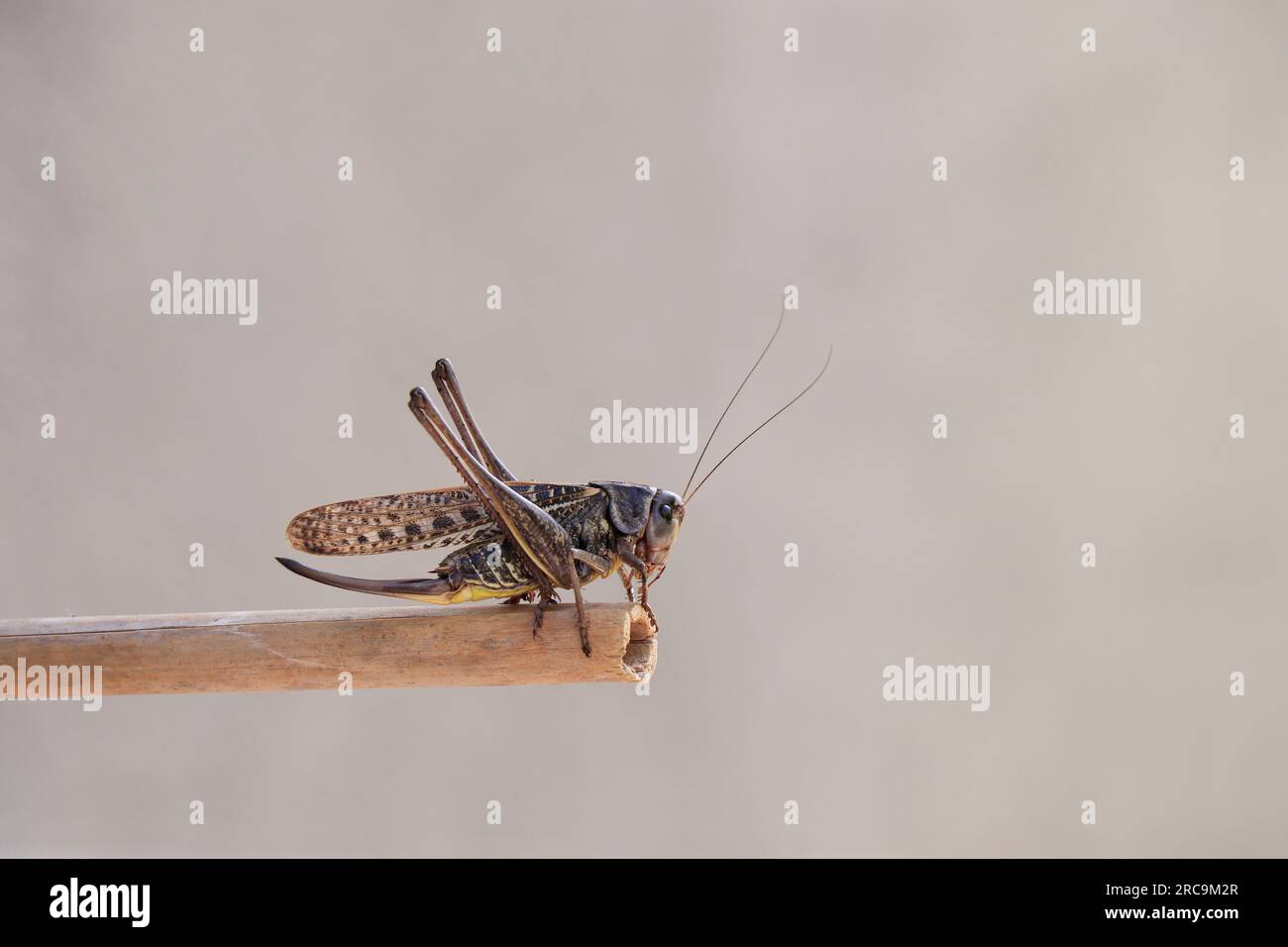 Primo piano Brown Cricket. Brown Cricket Foto Stock