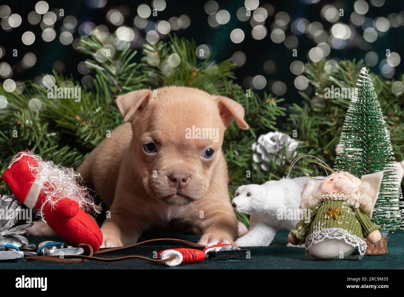 Piccolo cucciolo di Bully americano carino accanto ad un albero di Natale decorato con giocattoli, fiocchi di neve, pattini e angeli con un bel bokeh. Natale e nuovo Foto Stock