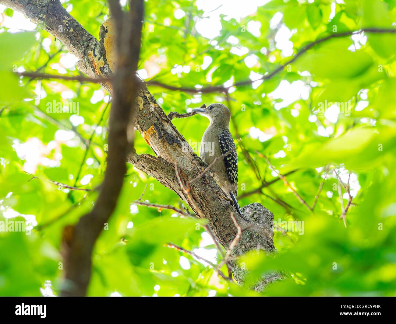 Primo piano del picchio nel Martin Park Nature Center in Oklahoma Foto Stock