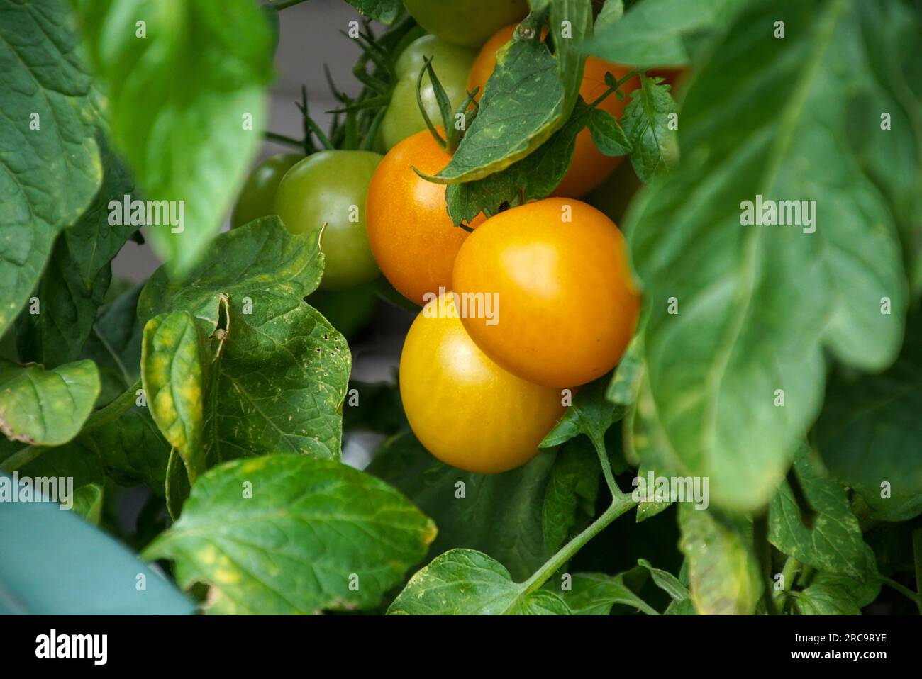 Heranwachsende rote Tomaten im Garten Foto Stock