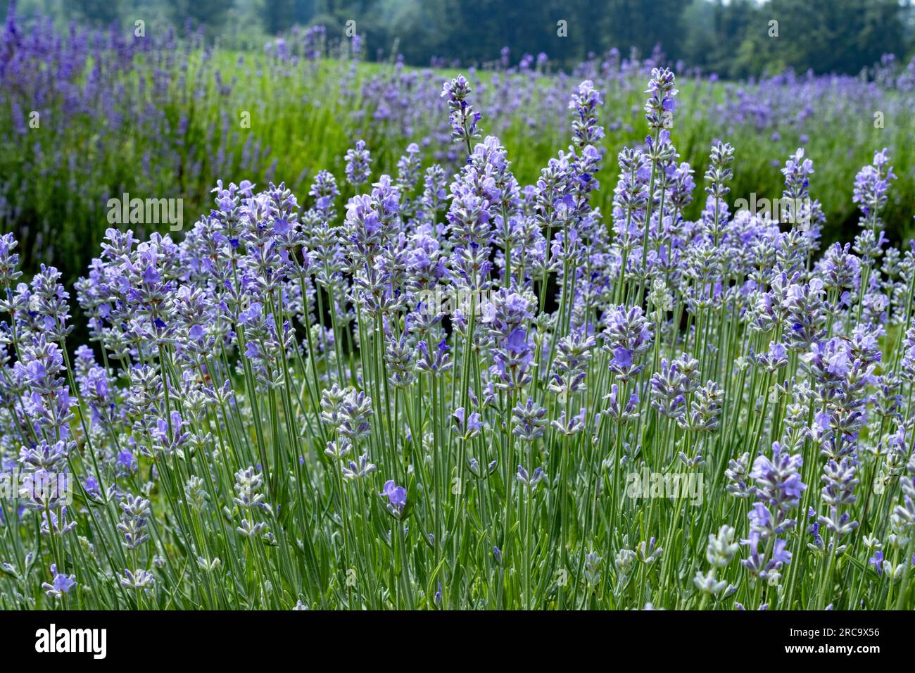 Steli leggermente verniciati alla lavanda che iniziano a fiorire Foto Stock