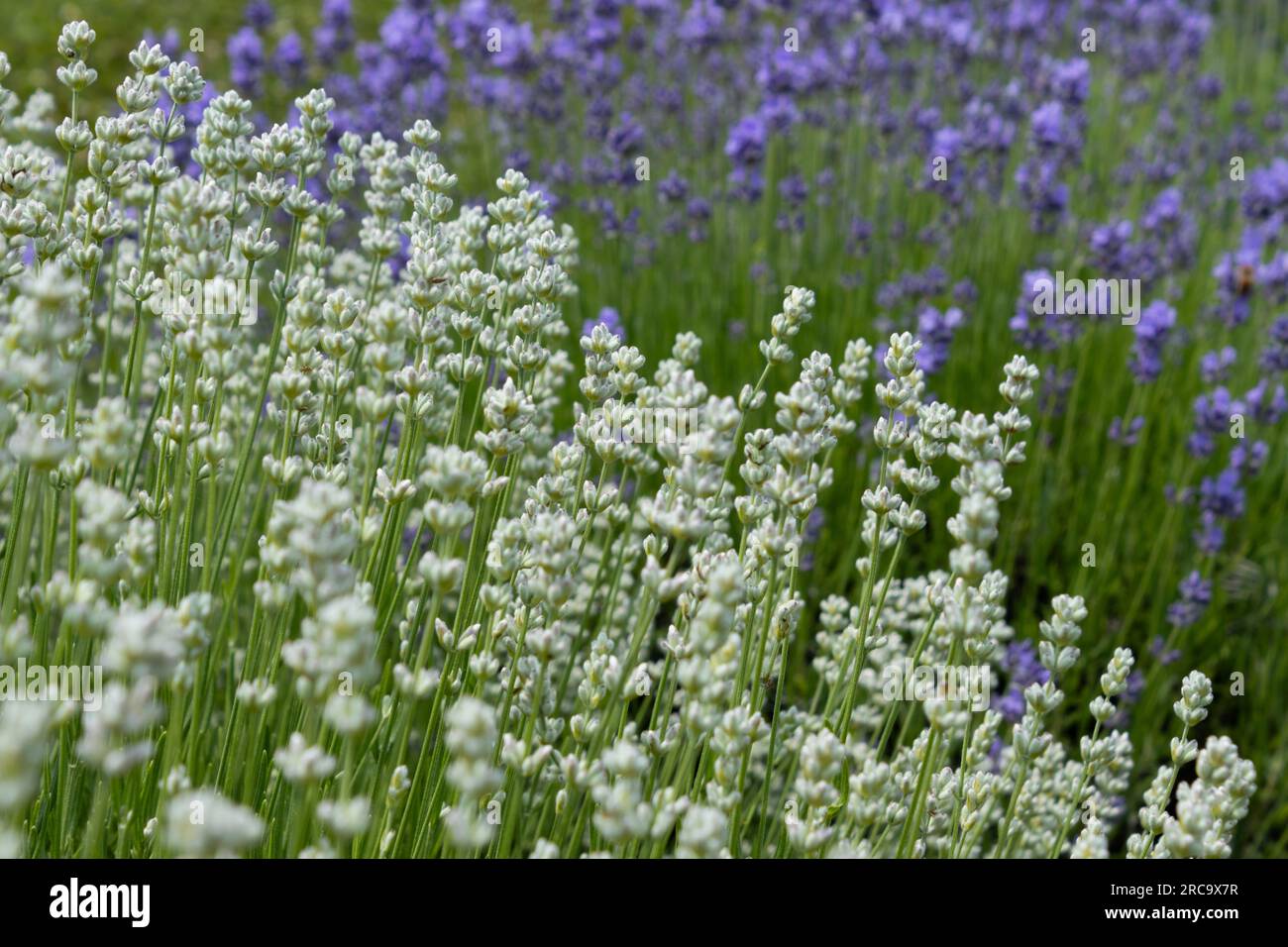 I rosa lavanda sono di colore bianco prima di trasformarsi Foto Stock