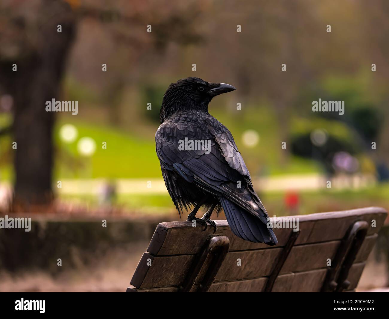 un corvo sta su una panchina e gira la testa di lato Foto Stock