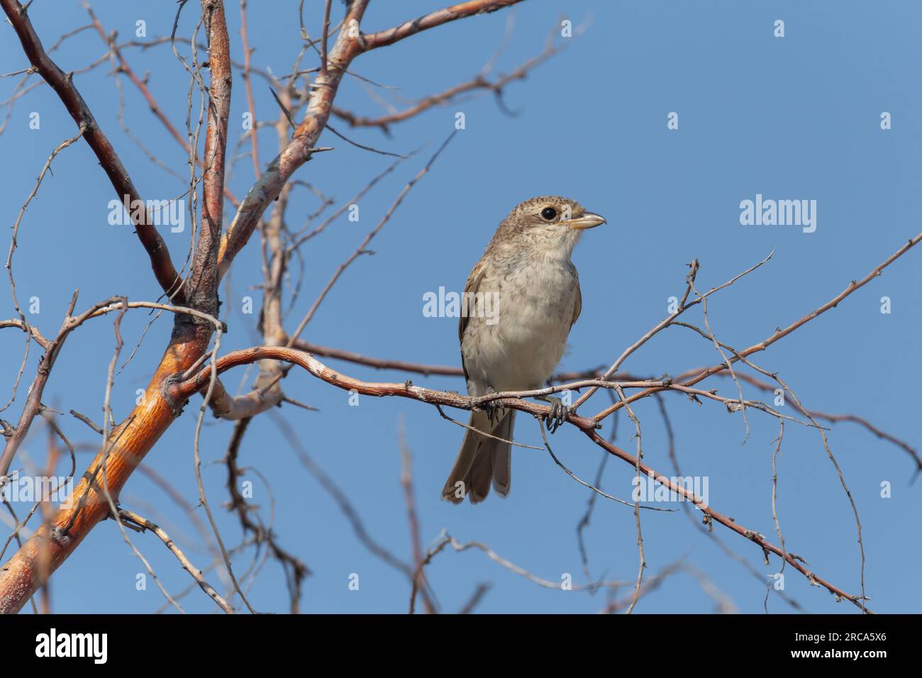 primo piano del giovane shrike rosso seduto sul ramo dell'albero Foto Stock