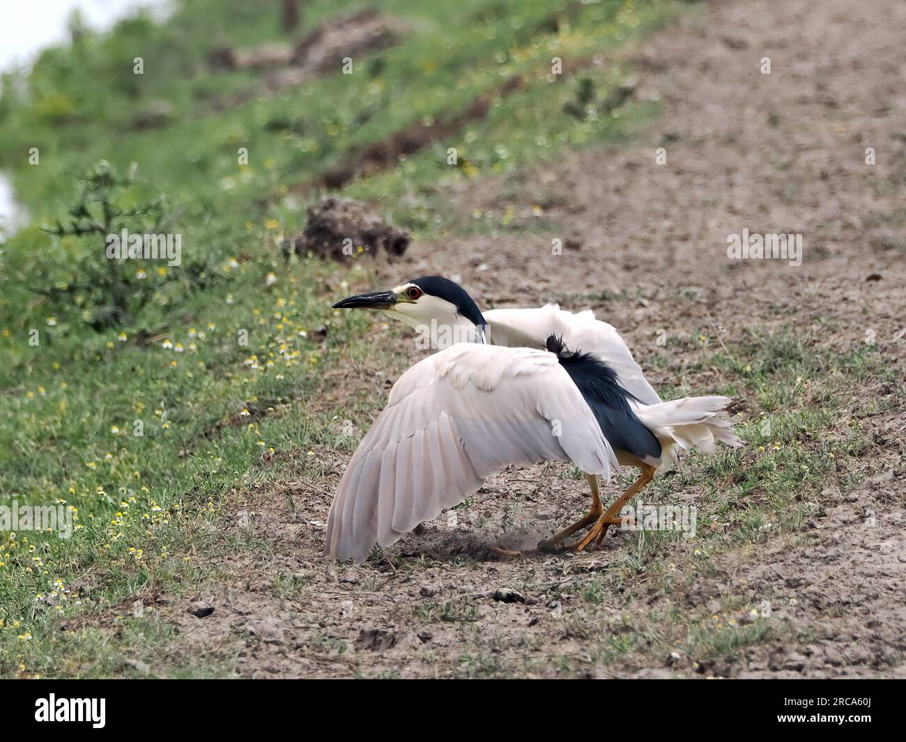 Airone notturno con corona nera, airone notturno con cappuccio nero, Nachtreiher, Bihoreau gris, Nycticorax nycticorax, bakcsó, Hortobágy, Ungheria, Europa Foto Stock