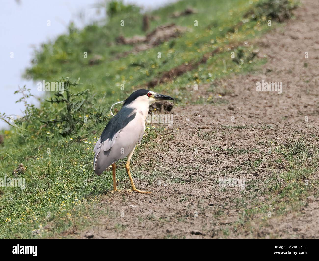 Airone notturno con corona nera, airone notturno con cappuccio nero, Nachtreiher, Bihoreau gris, Nycticorax nycticorax, bakcsó, Hortobágy, Ungheria, Europa Foto Stock