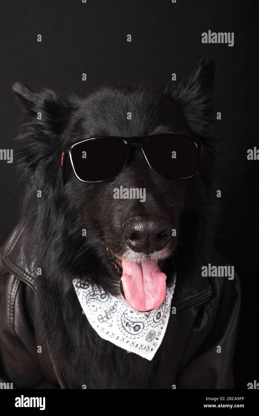Cool Black Dog con occhiali da sole, Una Bandana e Una giacca in pelle. Foto Stock
