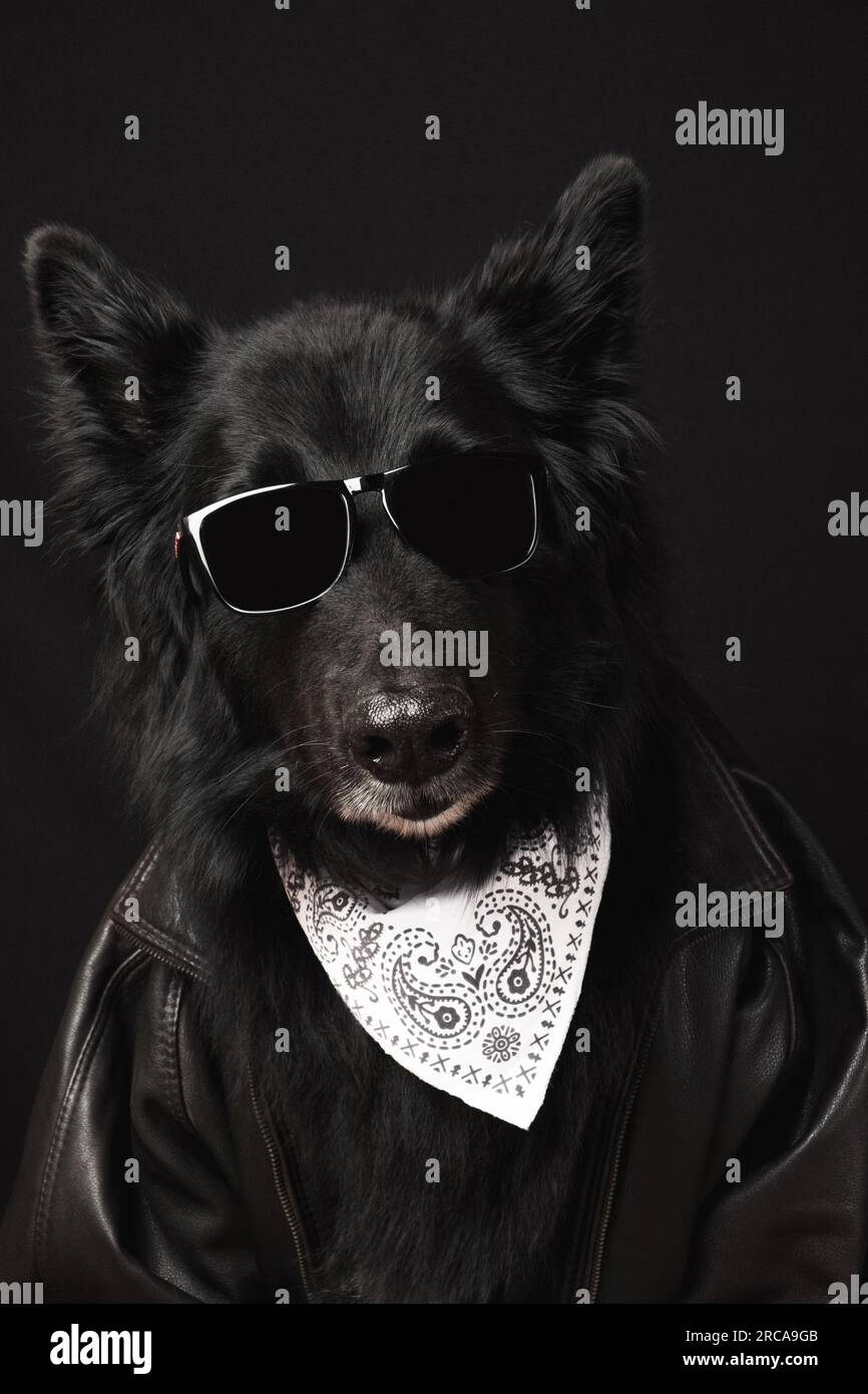 Black Dog vestito da ciclista. Divertente e carino ritratto di un cane. Foto Stock