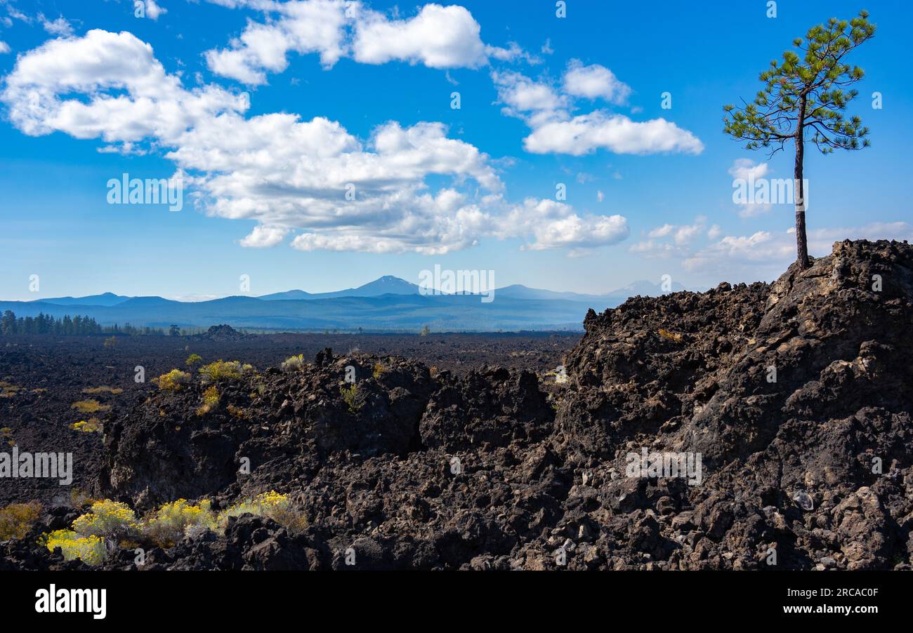 Lone Tree in Lava Rock | Trail of the Molten Land, Newberry National Volcanic Monument, Oregon, USA Foto Stock