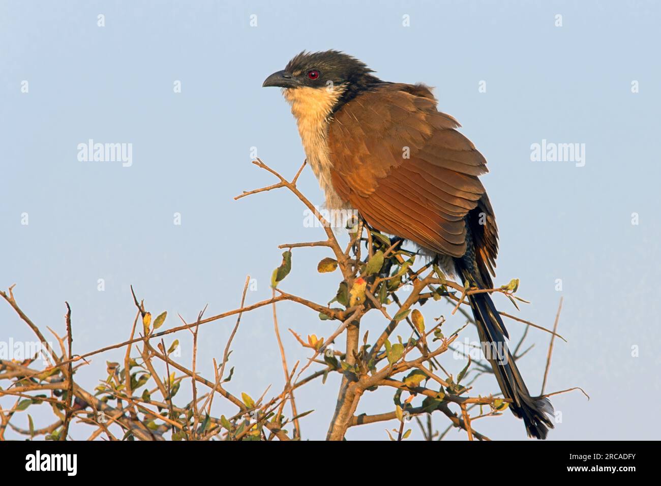 La Burchell Coucal Foto Stock