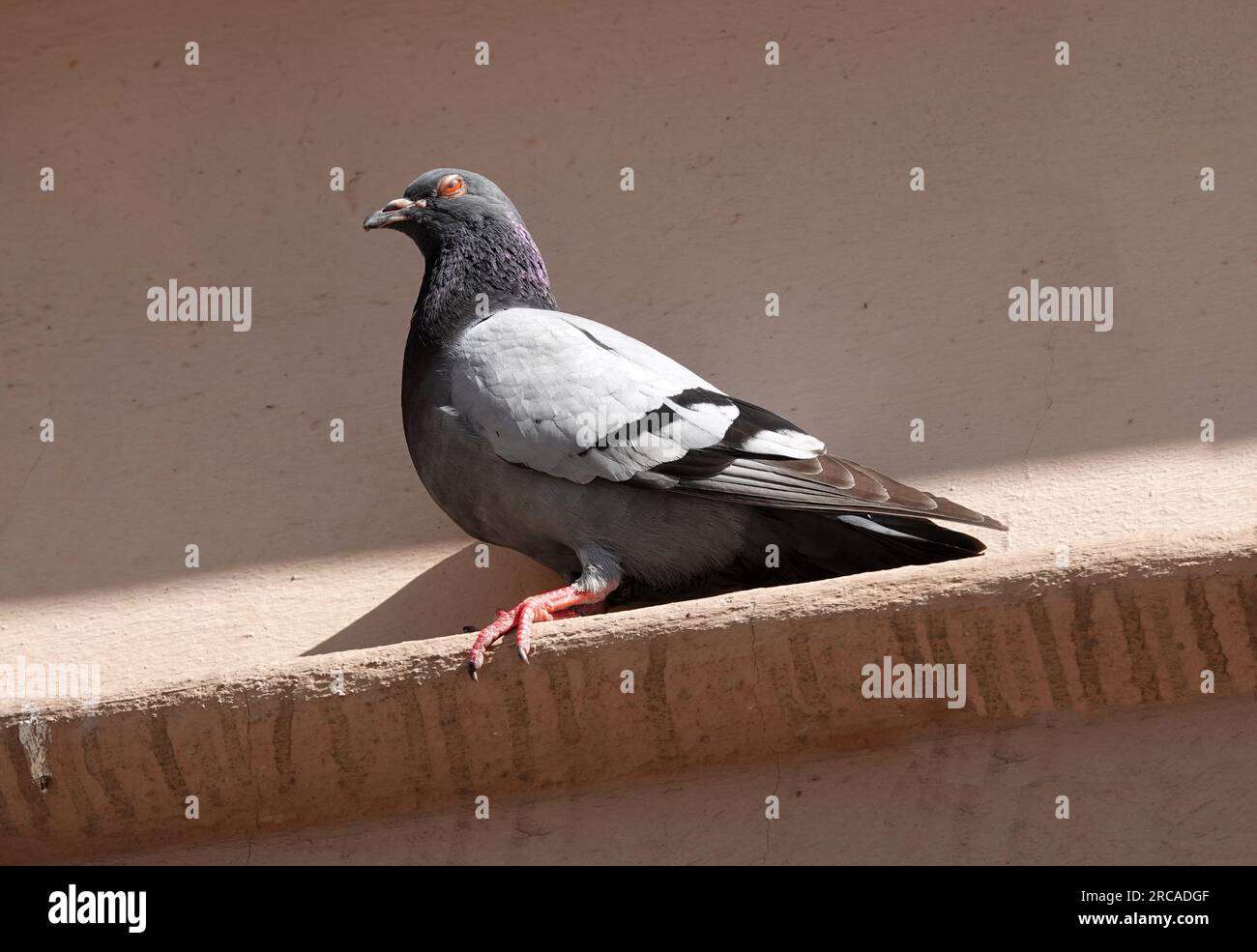 Un piccione Feral (Columba livia domestica) si trova su un bordo con un bel sfondo murale beige Foto Stock