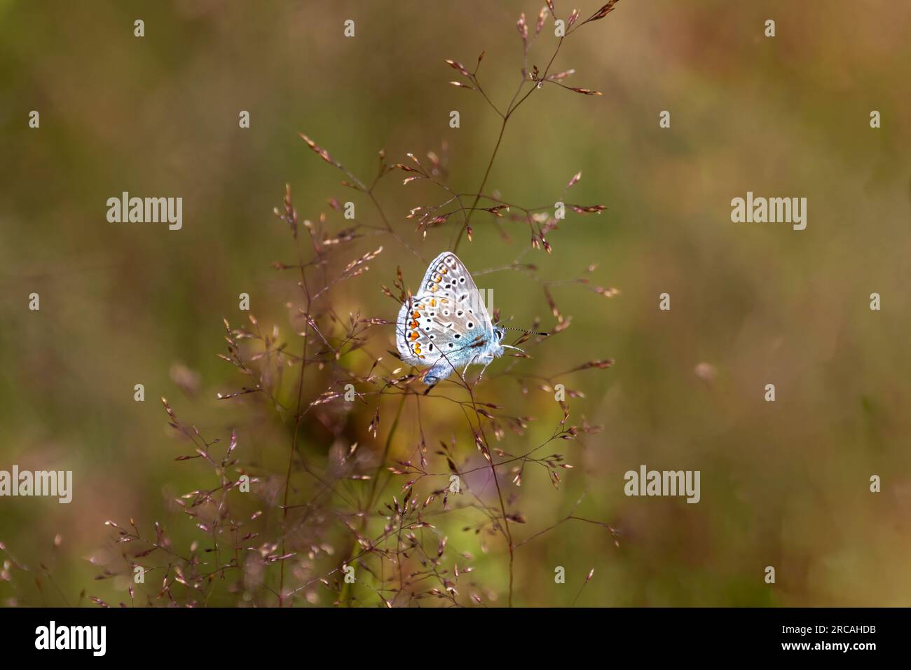 Una farfalla blu comune (Polyommatus icarus), che mostra sottostanti, arroccata su erbe delicate con uno sfondo sfocato. Foto Stock