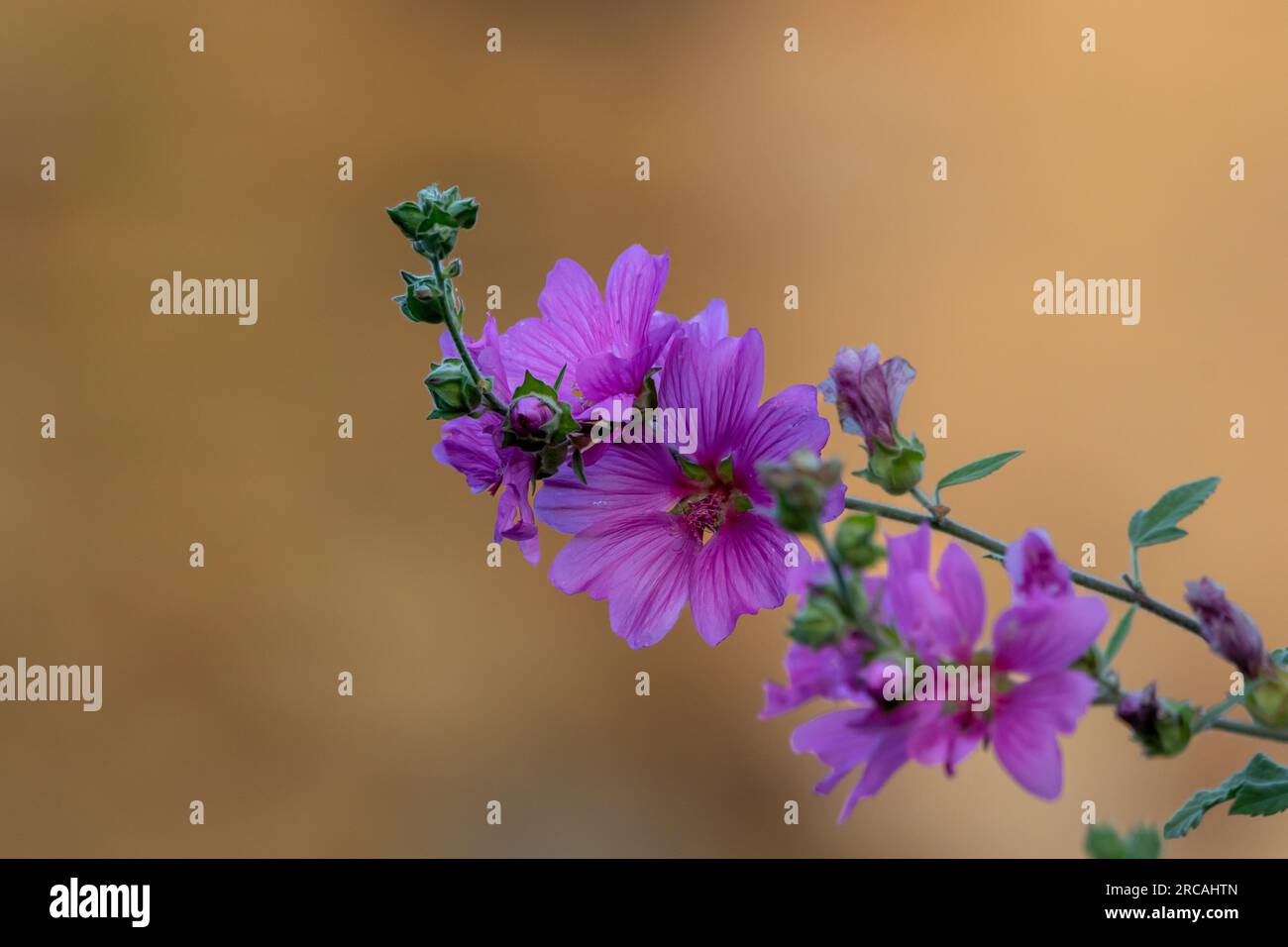 Viola fiori di malva comune (Malva neglecta) con sfondo sfocato. Foto Stock