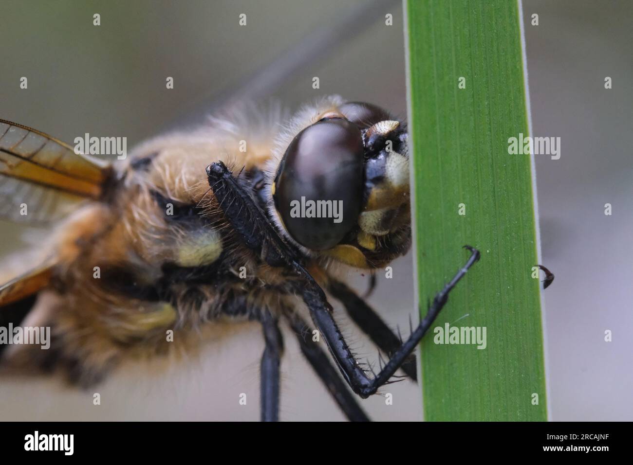 dragonfly su un ramo di fotografia macro oculare Foto Stock