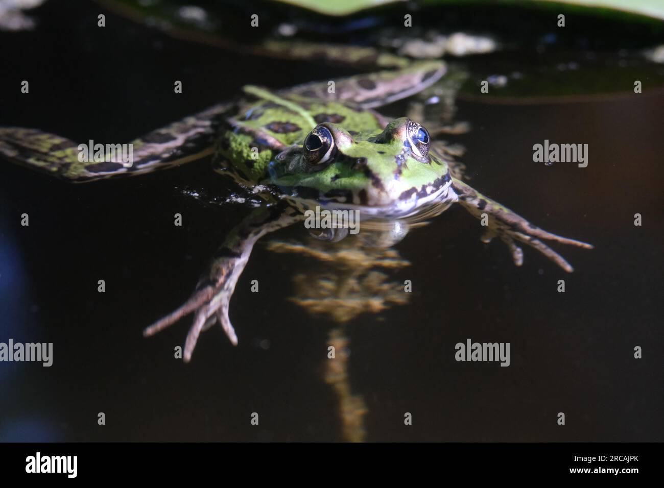 Pelophylax rana commestibile verde che nuota nell'acqua Foto Stock