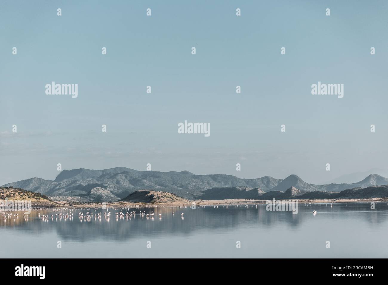 Lago Magadi Flamingoes Home Kajiado County Great Rift Valley Pink Landscape Rocks Plants vegetations Highway Kenya East Africa Antony Trivet Travels S. Foto Stock