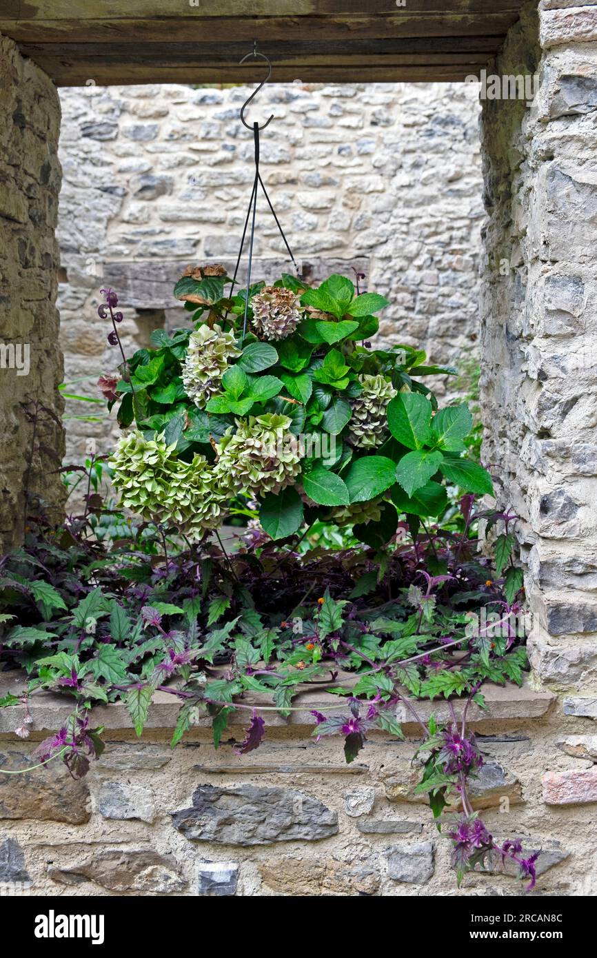 Piante tropicali piante ortensie in cesto appeso e Gynura aurantiaca in parete di pietra al Ninfarium di Aberglasney Garden Wales UK KATHY DEWITT Foto Stock