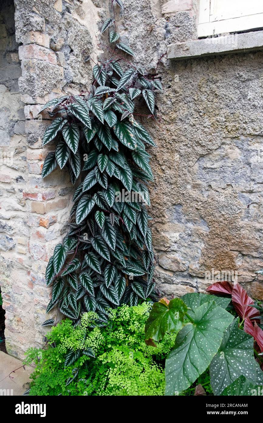 Piante tropicali nel Ninfarium agli Aberglasney Gardens in estate Carmarthenshire Wales UK KATHY DEWITT Foto Stock