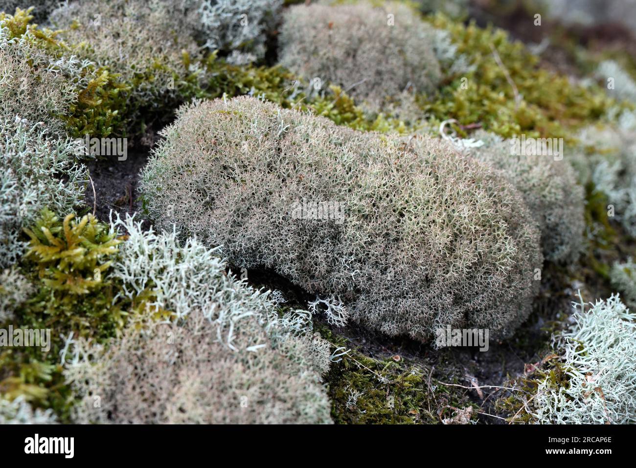 Cladonia arbuscula è un lichen fruticoso. Questa foto è stata scattata a Ínsua, Portgal. Foto Stock