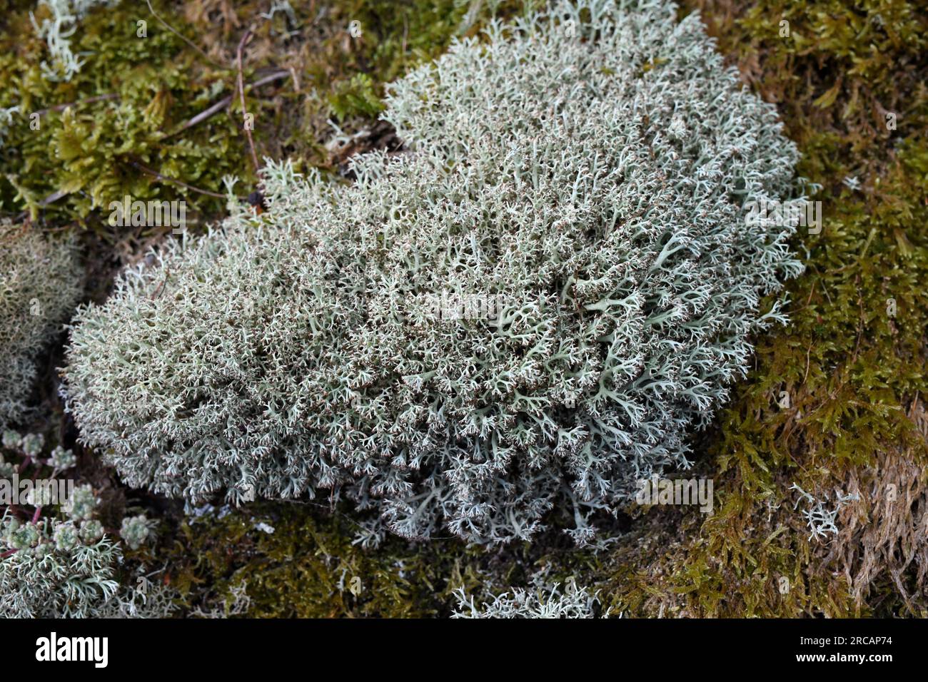 Cladonia arbuscula è un lichen fruticoso. Questa foto è stata scattata a Ínsua, Portgal. Foto Stock