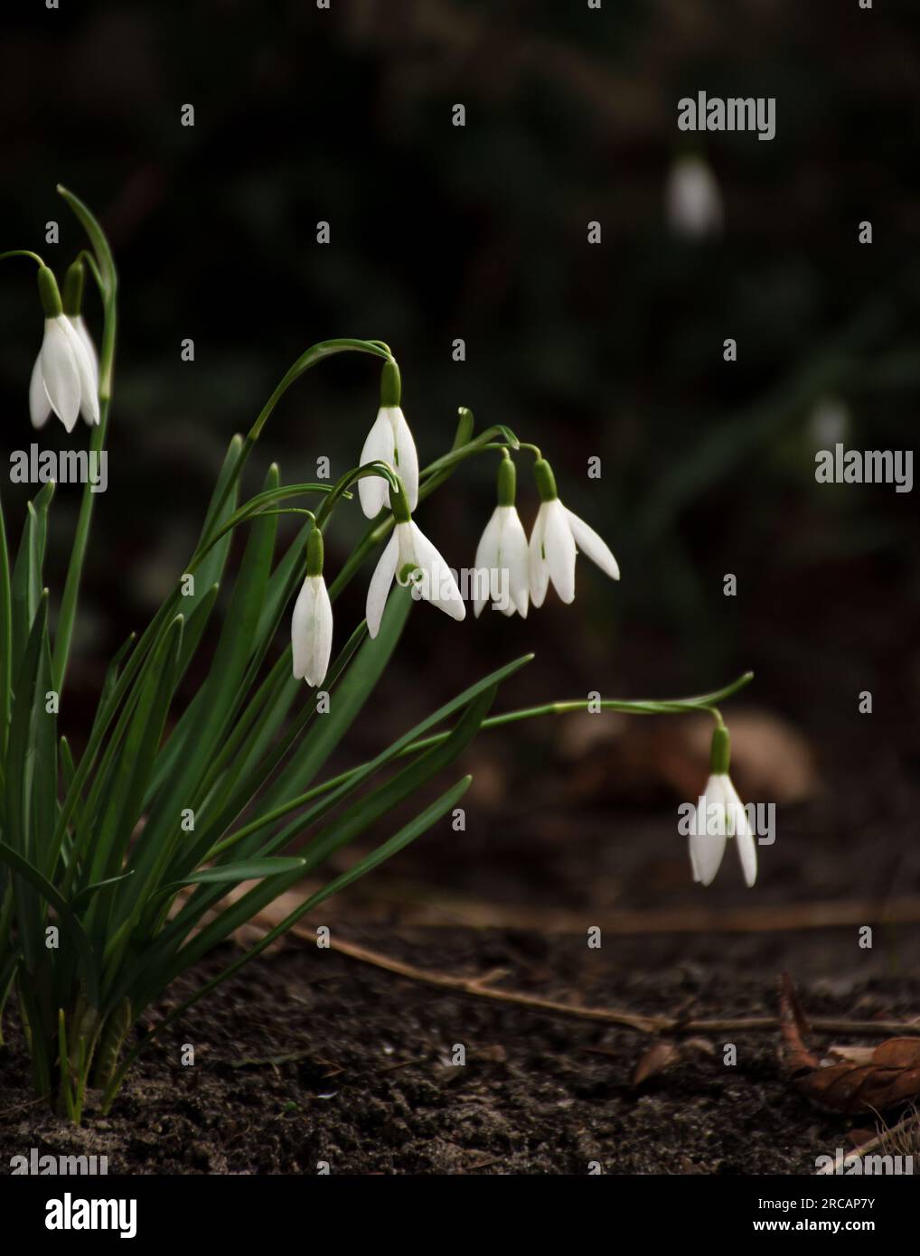 la prima primavera, tenera, bianca, soleggiata snowdrop. messa a fuoco morbida. Foto Stock