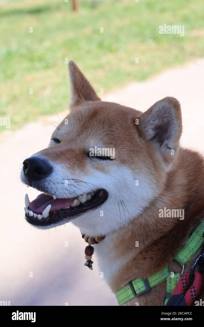 Cane Shiba sorridente al parco con gli occhi chiusi Foto Stock