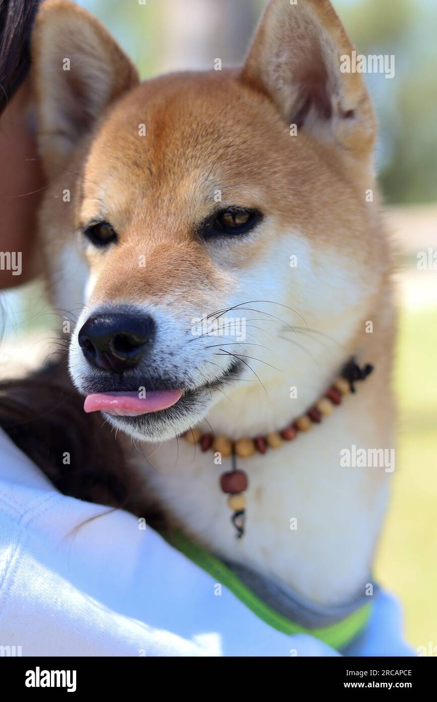 Shiba Inu al parco Foto Stock