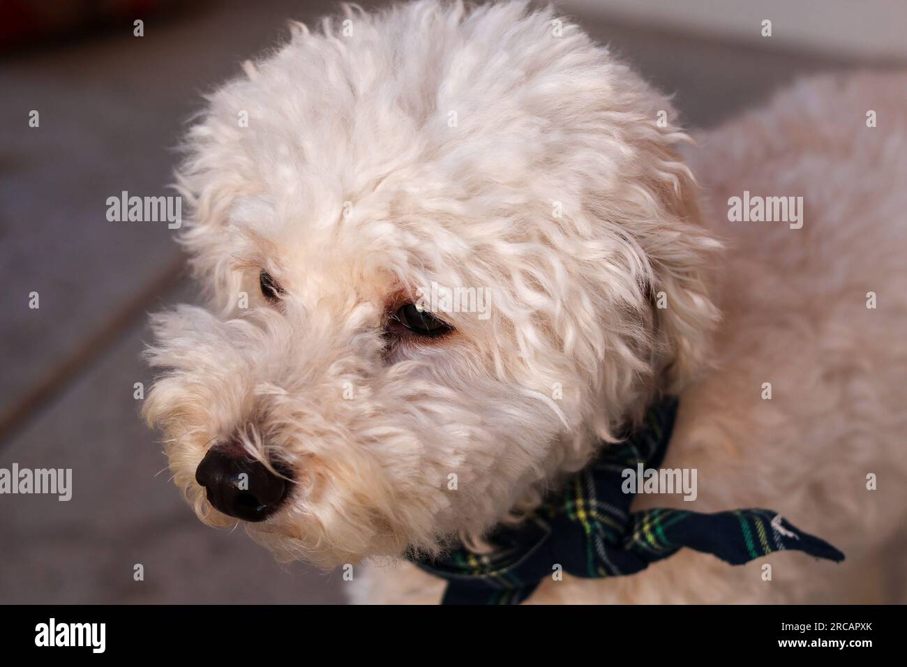 Golden Doodle che guarda il tramonto Foto Stock