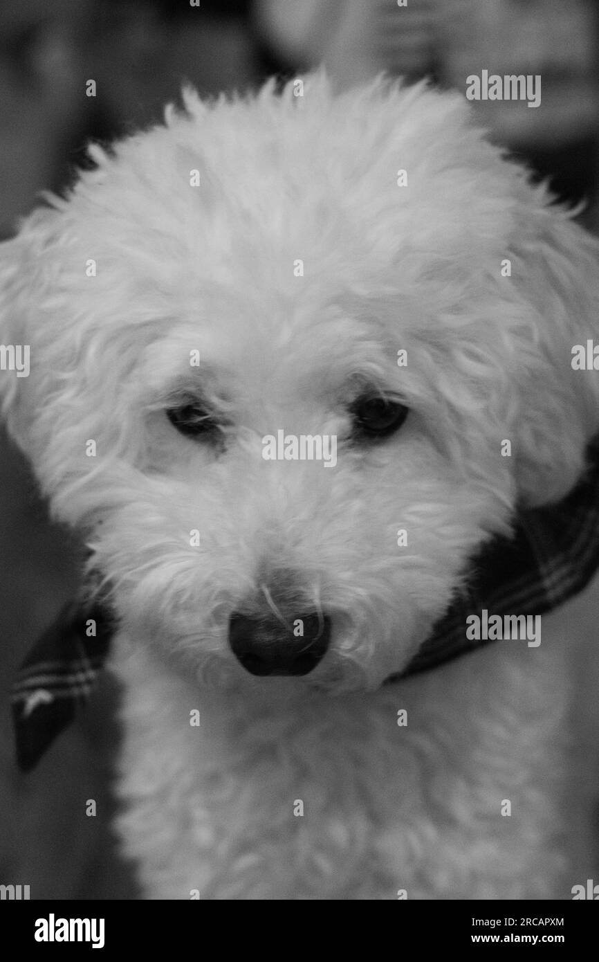 Piccolo animale domestico Goldendoodle in bianco e nero Foto Stock