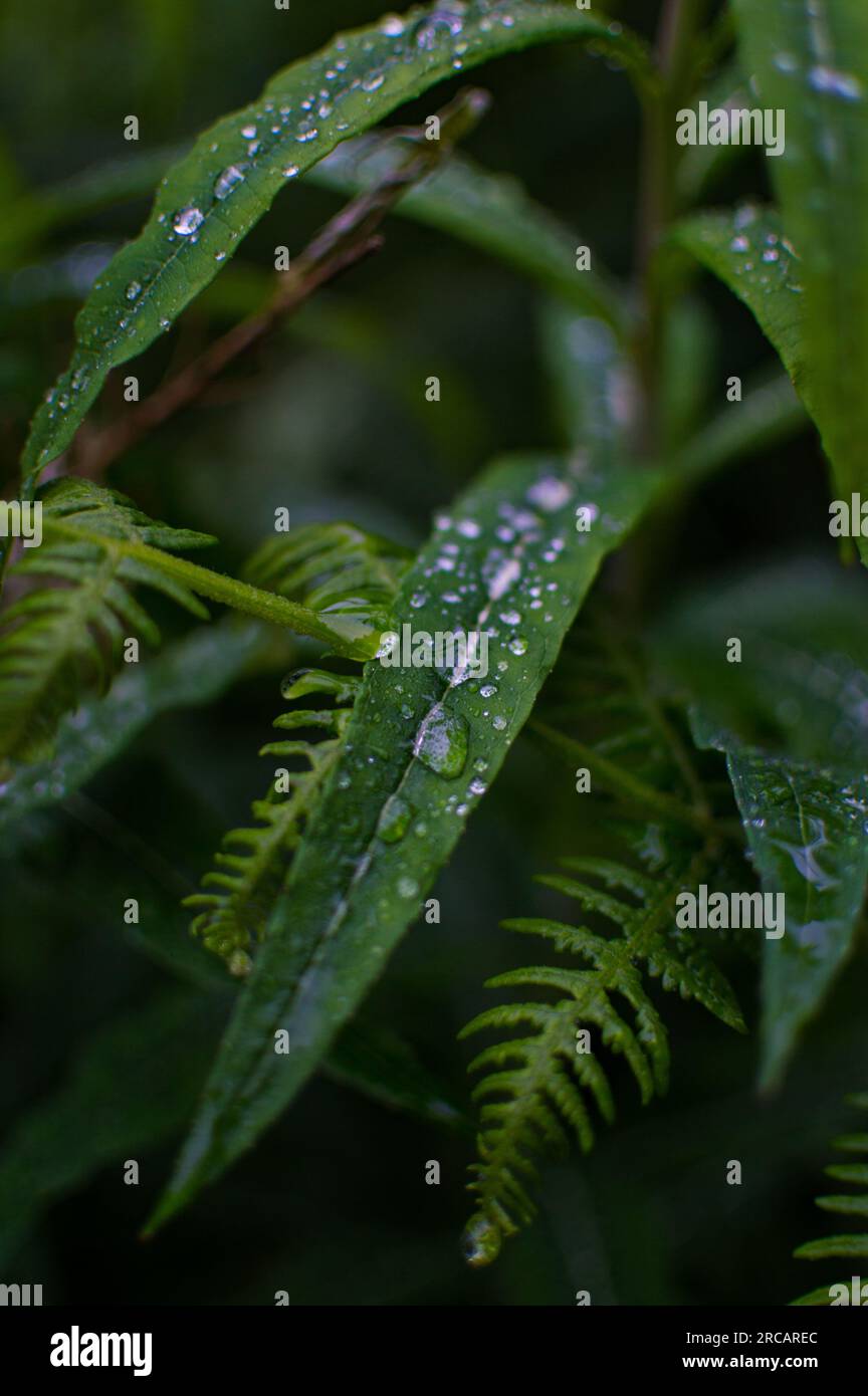 Primo piano di Butterfly Bush Leaves with Rain Droplets, Cardinham Woods, Cornovaglia, Inghilterra, Regno Unito Foto Stock