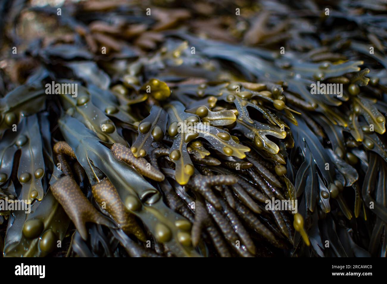 Primo piano di Seaweed, Cornovaglia, Inghilterra, Regno Unito Foto Stock