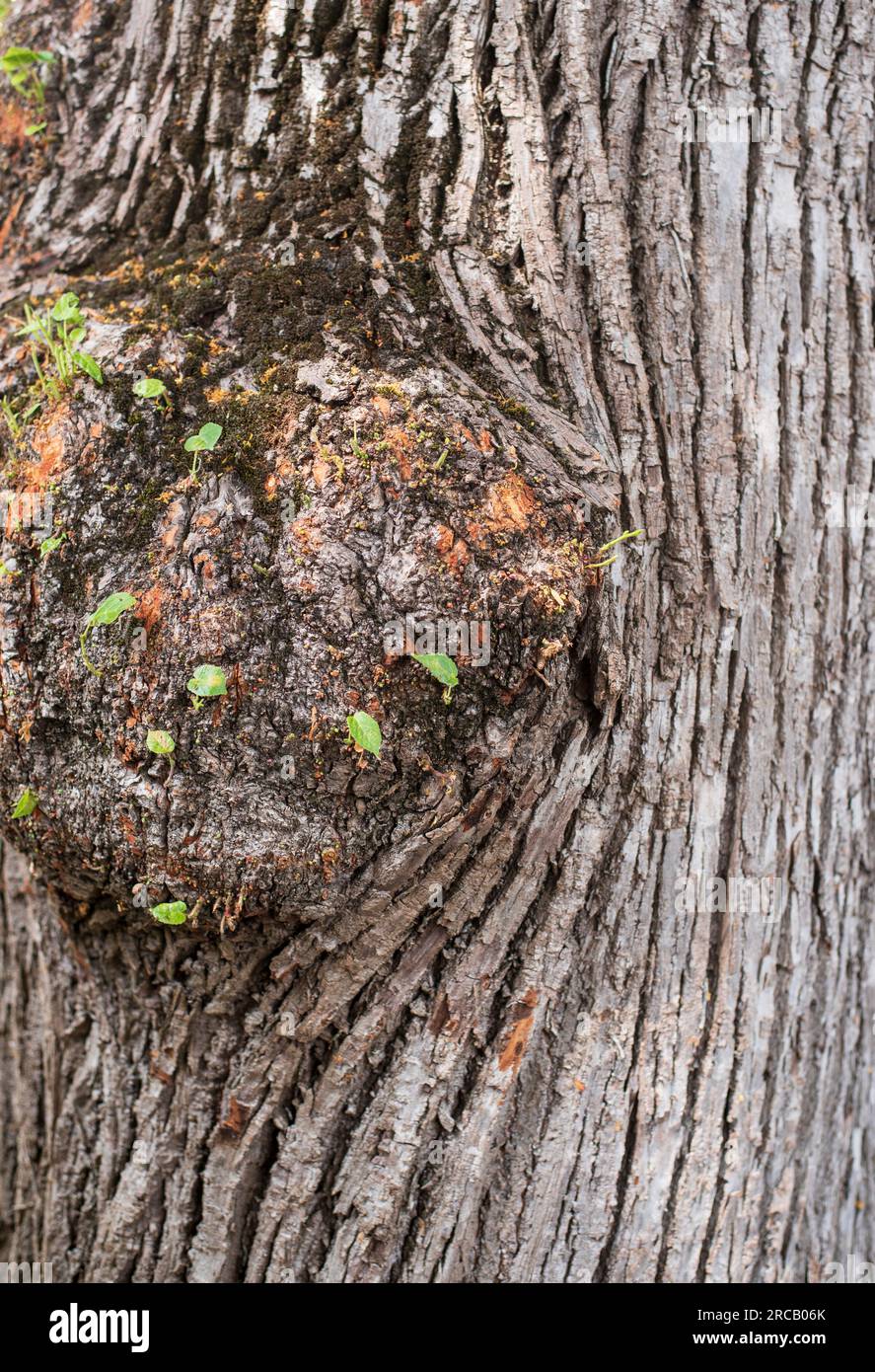 il tessuto ferito alla corteccia di un tiglio con piccole foglie Foto Stock
