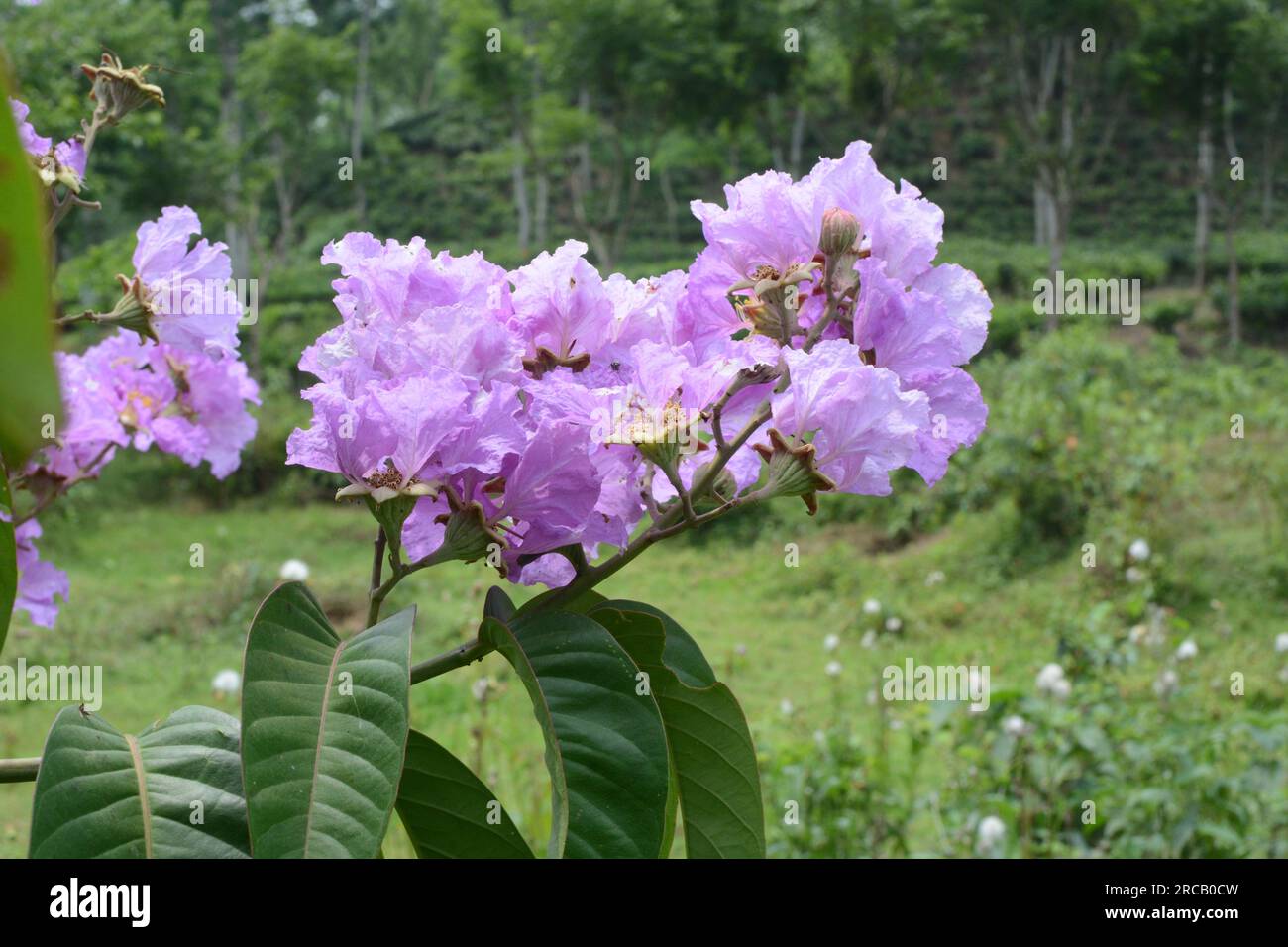 Un primo piano di fiori viola Foto Stock