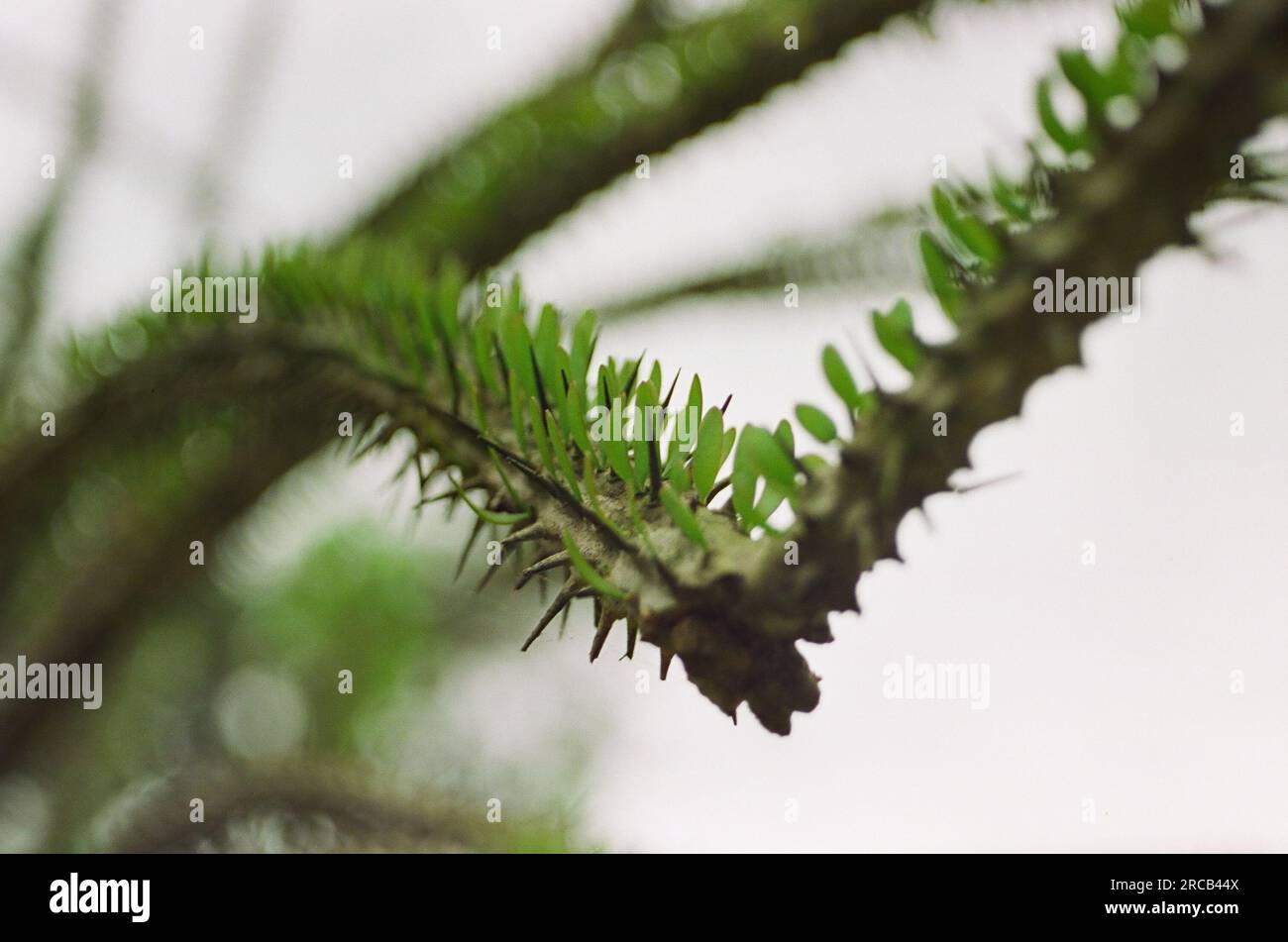 Una giornata di sole sul parco nazionale di Ba vi, ha noi, Vietnam Foto Stock