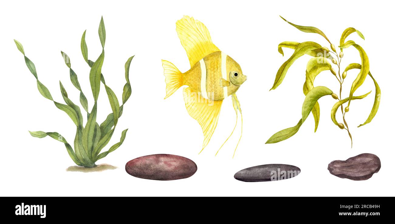 Set di laminaria verde marina, pesci gialli, rocce sottomarine. Composizione di pesci angelo, alghe isolate su sfondo bianco. Illustrazione acquerello Foto Stock