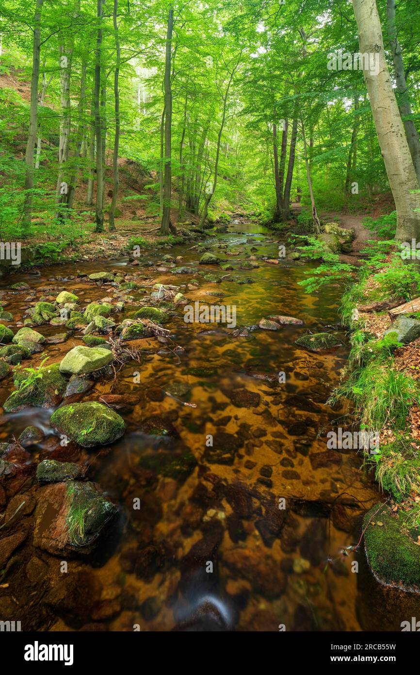 Il torrente Ilse nella valle dell'Ilse, torrente incontaminato con massi scorre attraverso la foresta verde, vicino a Ilsenburg, al Parco Nazionale di Harz, alla Sassonia-Anhalt Foto Stock