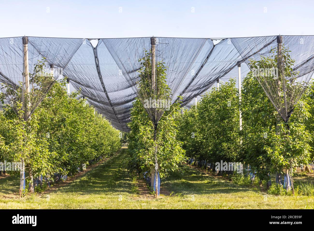 Il territorio di Heilbronner è un'importante area di coltivazione per le varietà di mele e altre varietà di frutta, rete protettiva contro la grandine, Neckarwestheim Foto Stock