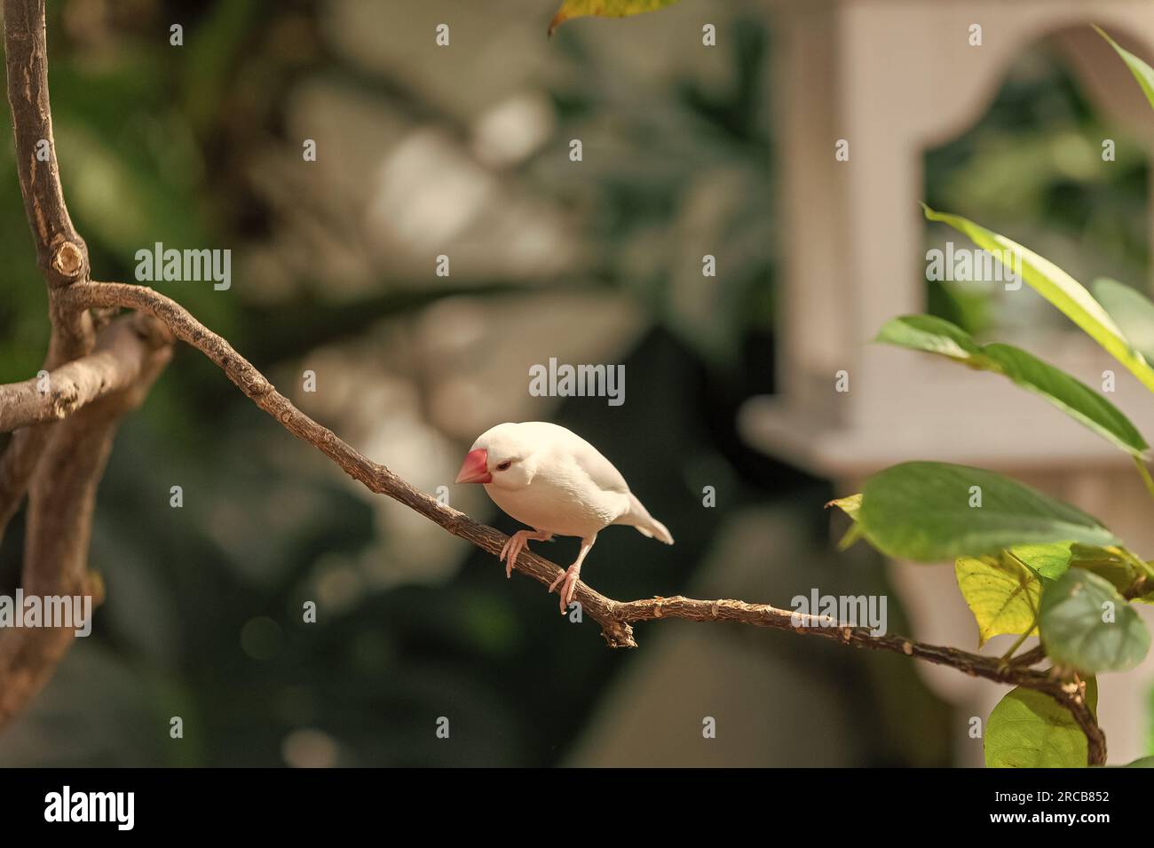 uccello finch con piuma bianca sul ramo. esotico uccello finch ha becco rosso all'aperto. Foto Stock
