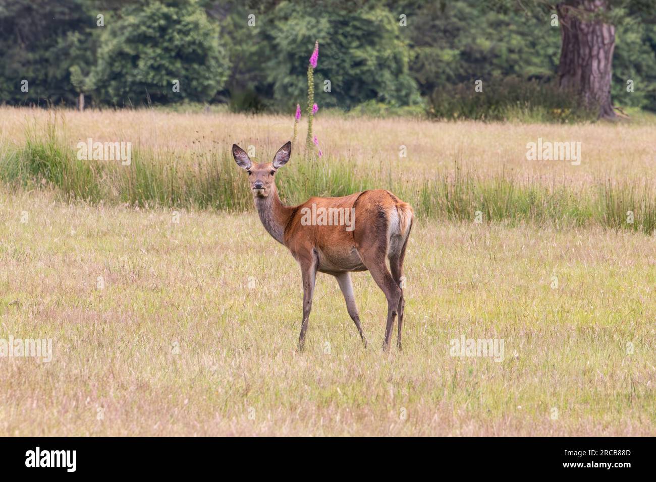 Red Deer a Margam Park, Port Talbot, Galles. Foto Stock