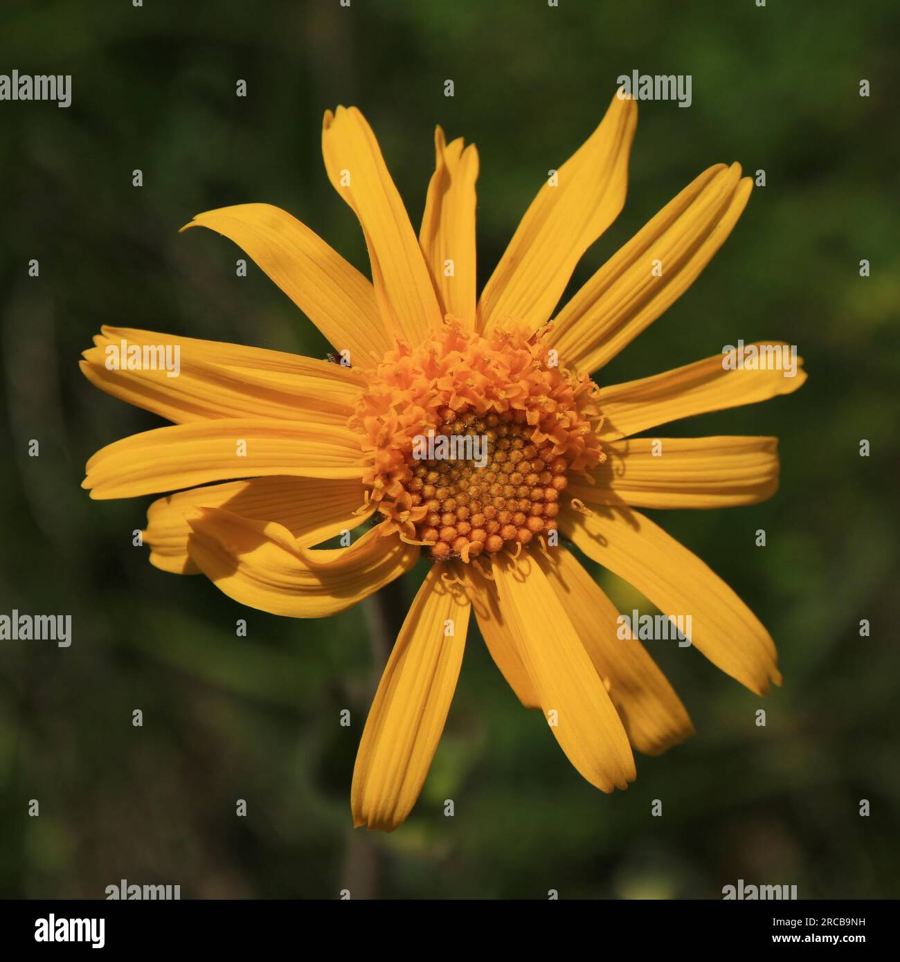 (Arnica Montana) erba medica Foto Stock