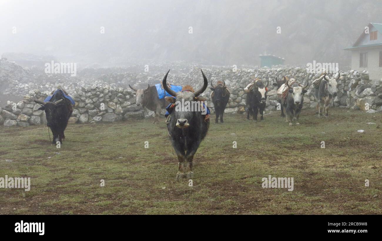 In attesa di yak (dzo) in una giornata innevata Foto Stock