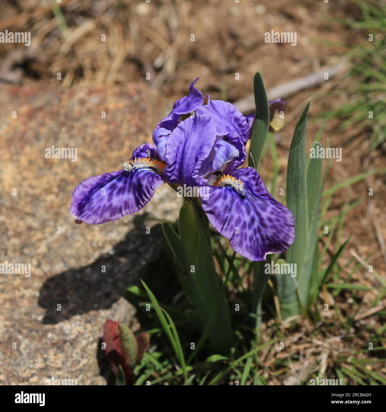 Bella Iris in crescita nel Parco nazionale di Everest Foto Stock