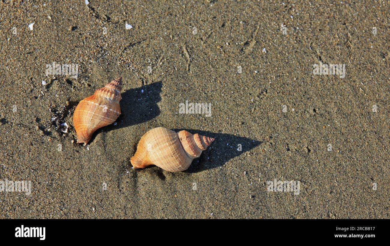 Conchiglie di mare in una spiaggia in nuova Zelanda. Sfondo per una cartolina Foto Stock