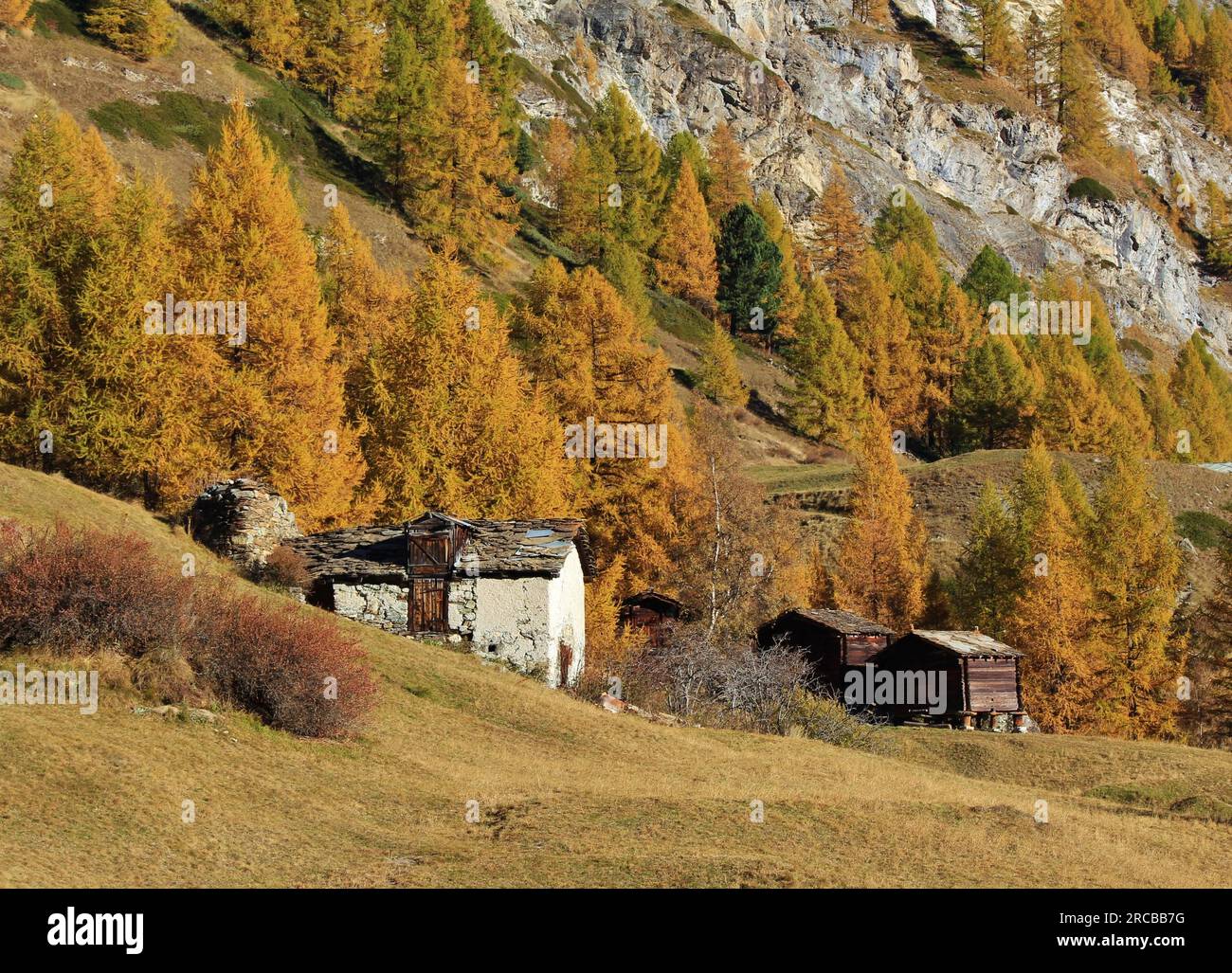 Scena autunnale a Zermatt, Alpi svizzere. Foresta di larici dorati. Vecchi capannoni Foto Stock