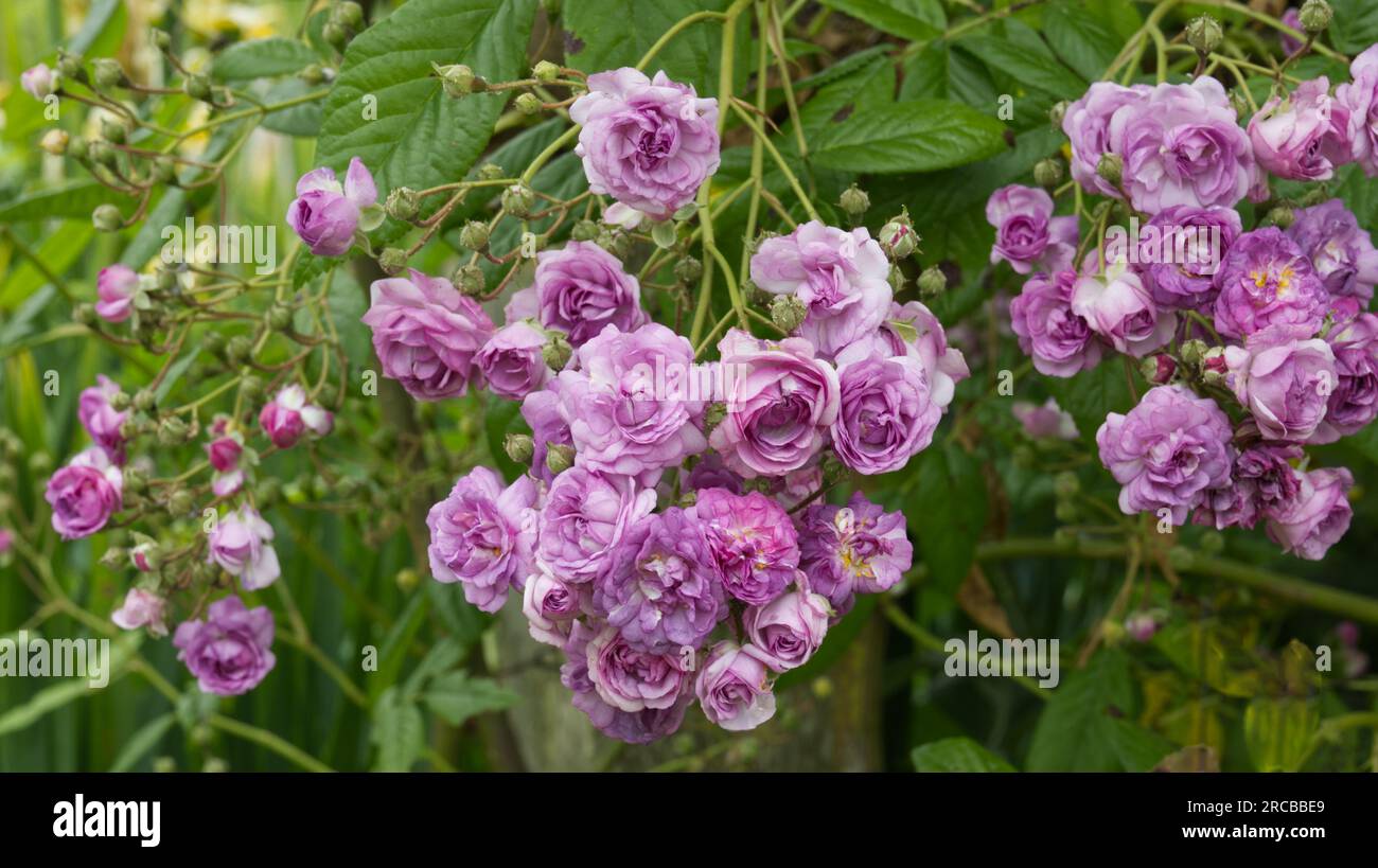 Rosa rosa Rose-Marie Viaud in UK Garden giugno Foto Stock