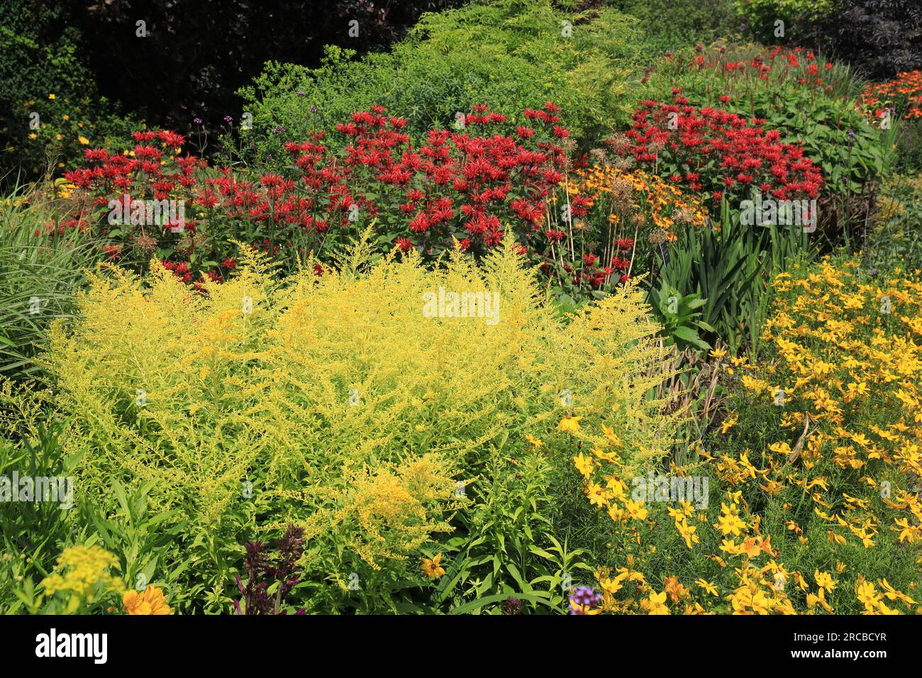 RHS Rosemoor Hot Garden, Great Torrington, North Devon, Inghilterra, Regno Unito Foto Stock
