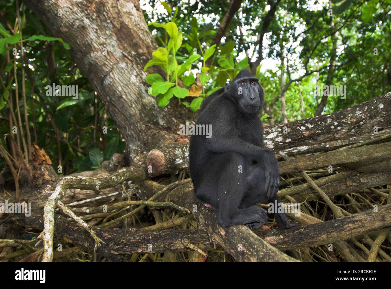 Celebes Crested Macaque (Macaca nigra), Tangkoko Nature Reserve, Sulawesi, Celebes Monkey, Indonesia Foto Stock